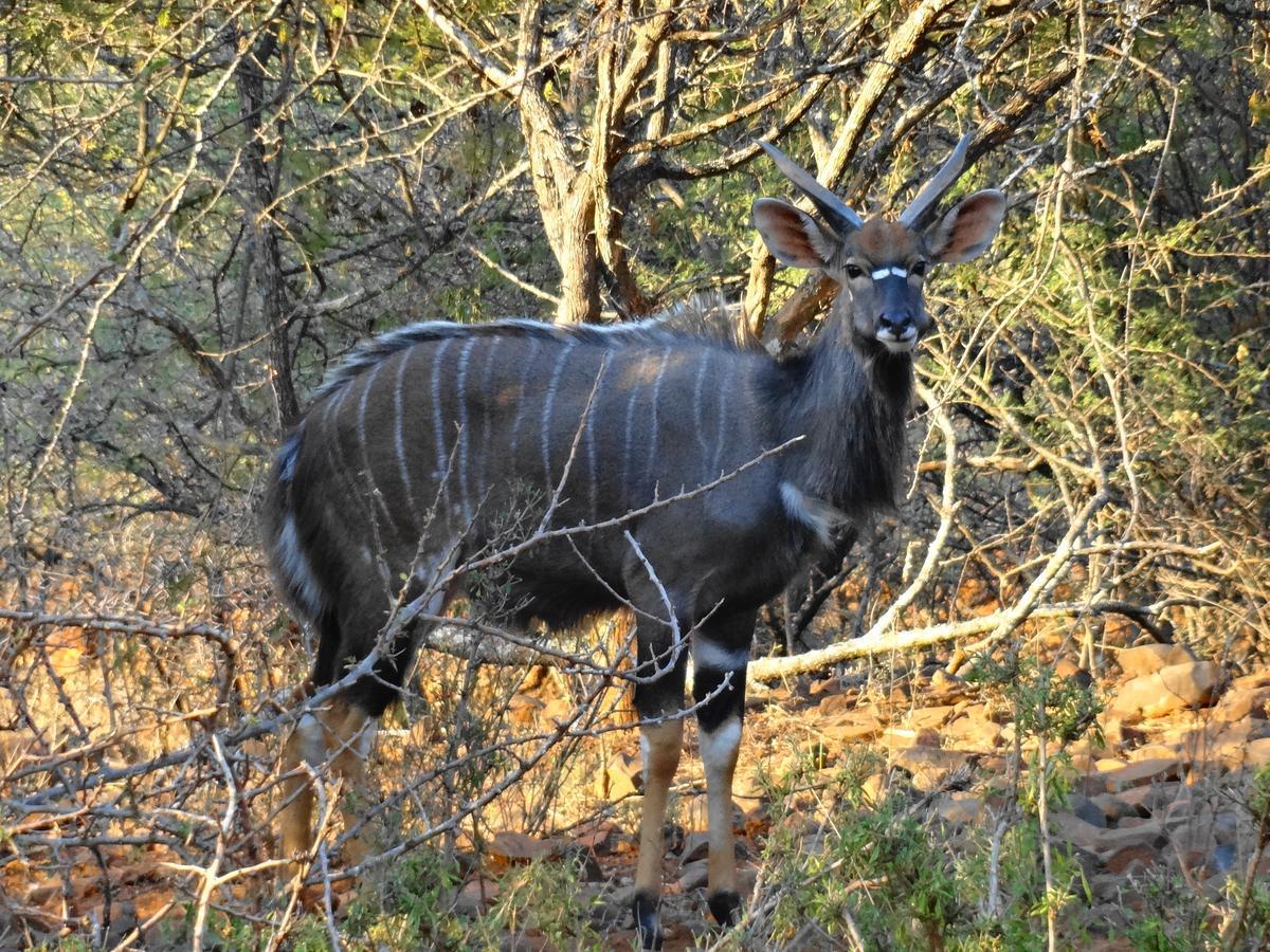 Lepelle Lodge Burgersfort Luaran gambar
