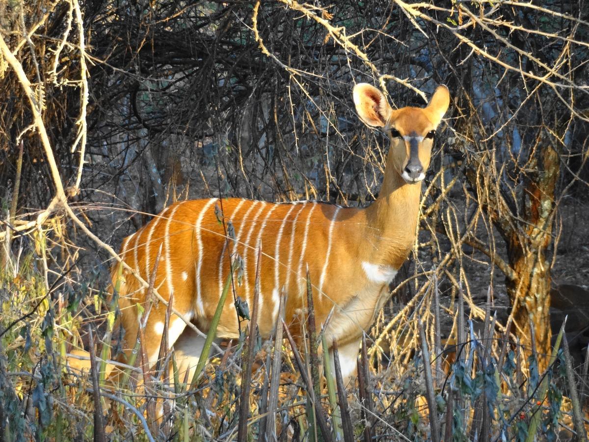 Lepelle Lodge Burgersfort Luaran gambar